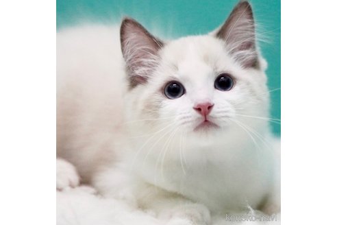 成約済の東京都のラグドール-107809の1枚目